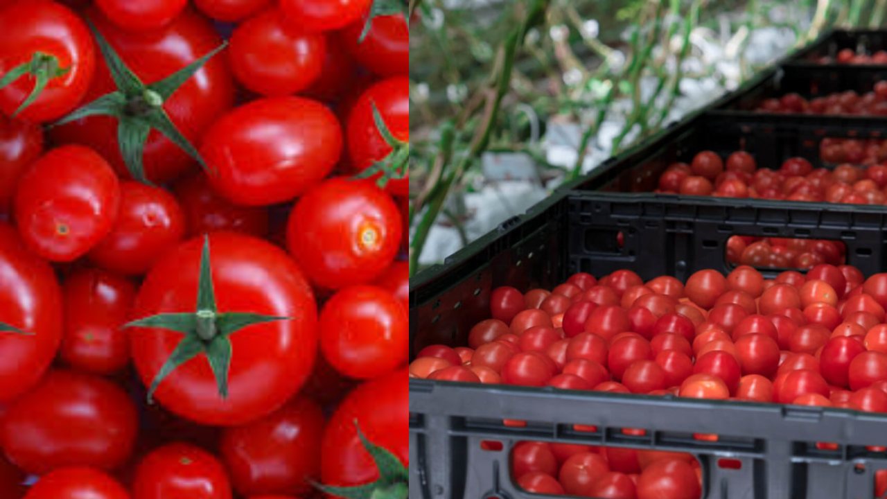 Tomato Price : మార్కెట్కు తరలిస్తున్న టమాటాల వాహనం చోరీ .. Tomato Price : మార్కెట్కు తరలిస్తున్న టమాటాల వాహనం చోరీ ..