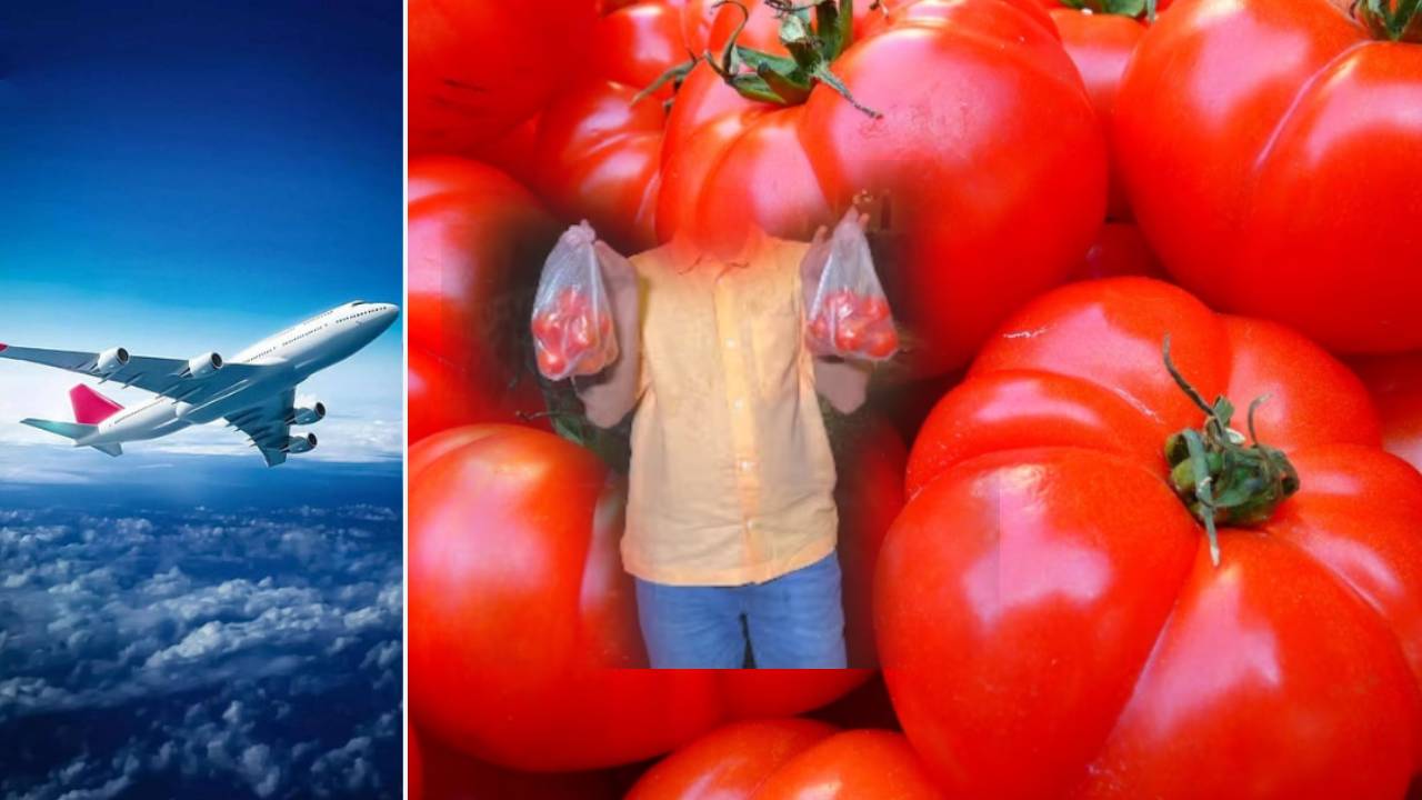 Tomato Prices : విమానం టికెట్ కొంటే టమాటాల ఫ్రీ .. హాట్ కేకుల్లా అమ్ముడైన టికెట్లు, టమాటాలా మజాకానా..! Tomato Prices : విమానం టికెట్ కొంటే టమాటాల ఫ్రీ .. హాట్ కేకుల్లా అమ్ముడైన టికెట్లు, టమాటాలా మజాకానా..!