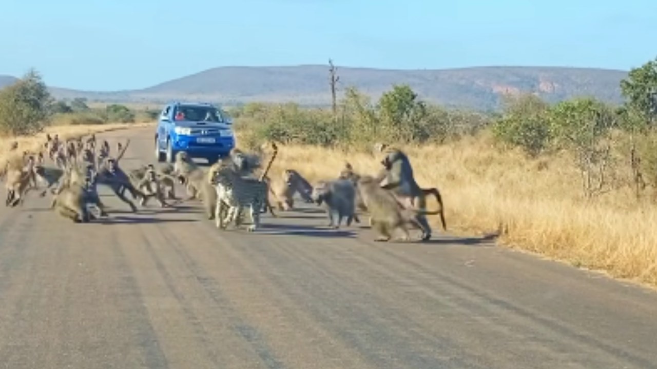 Baboons Attack: మాతోనే పెట్టుకుంటావా? చిరుత పులిని తరిమితరిమి కొట్టిన బబూన్ కోతులు.. వీడియో వైరల్ Baboons Attack: మాతోనే పెట్టుకుంటావా? చిరుత పులిని తరిమితరిమి కొట్టిన బబూన్ కోతులు.. వీడియో వైరల్