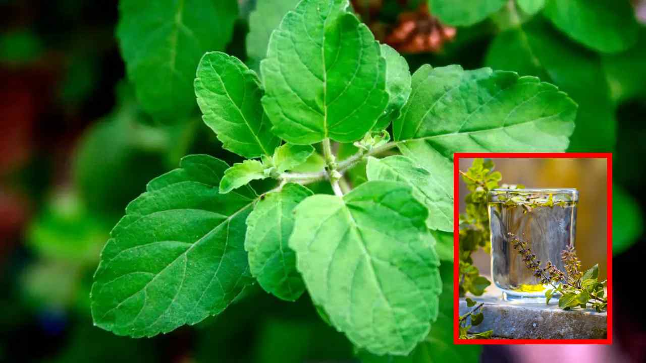 Tulsi Leaves : మధుమేహ నియంత్రణలో తులసి ఆకుల పాత్ర కీలకమే ! Tulsi Leaves : మధుమేహ నియంత్రణలో తులసి ఆకుల పాత్ర కీలకమే !