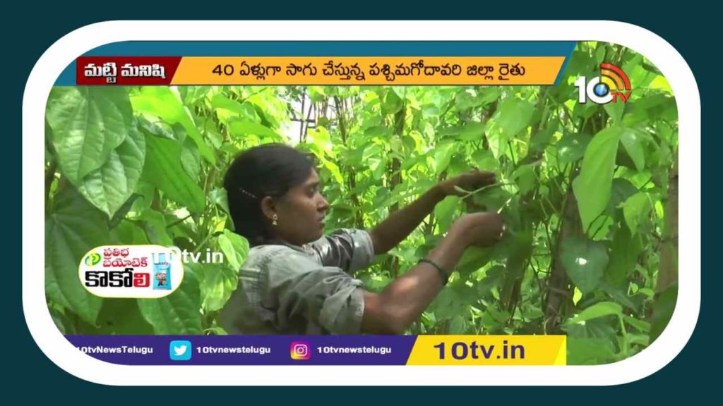Betel leaf Cultivation