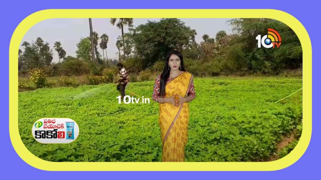 Black Gram Cultivation