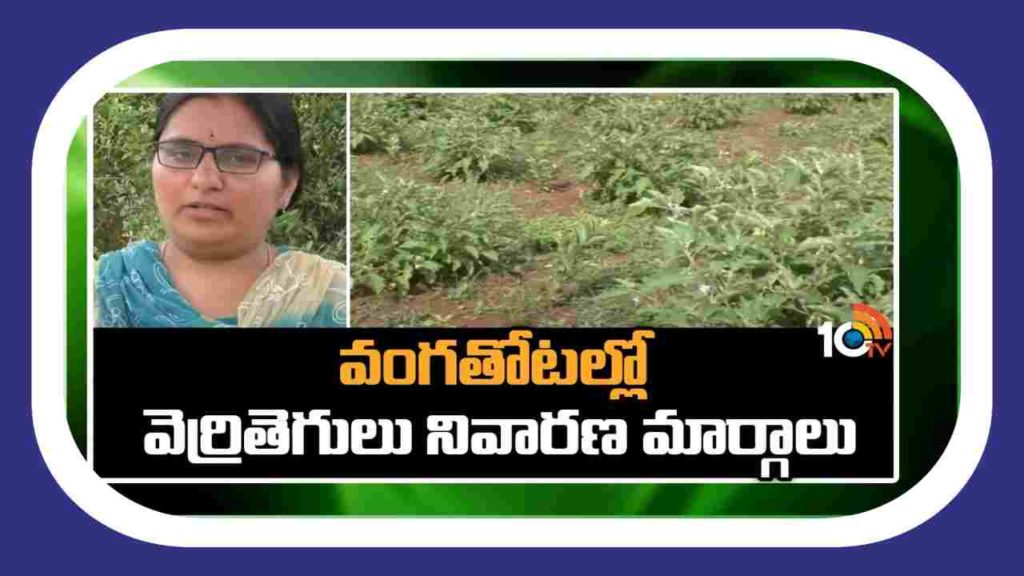Brinjal Crop