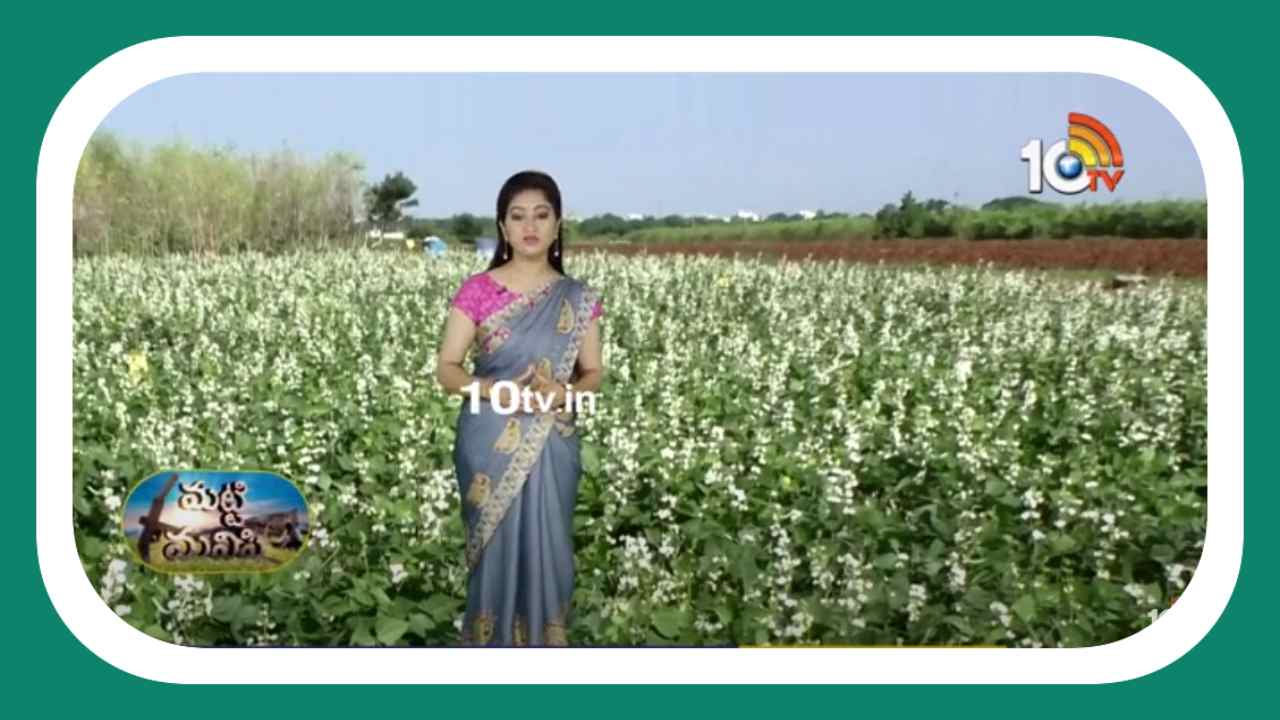 Broad Beans Cultivation : చిక్కుడులో వేరుకుళ్లు తెగులు.. నివారణకు శాస్త్రవేత్తల సూచనలు Broad Beans Cultivation : చిక్కుడులో వేరుకుళ్లు తెగులు.. నివారణకు శాస్త్రవేత్తల సూచనలు
