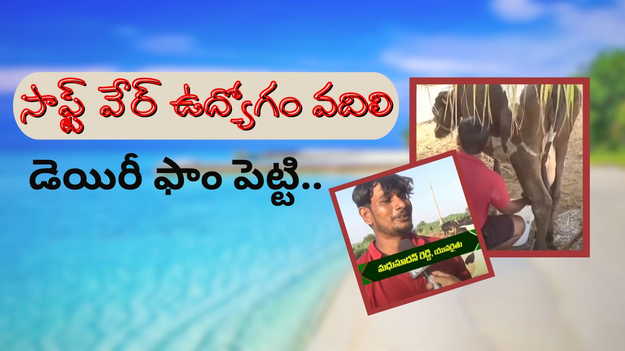 Cow Dairy : ఆవుల డెయిరీ నిర్వహిస్తున్న సాఫ్ట్ వేర్ ఇంజనీర్ Cow Dairy : ఆవుల డెయిరీ నిర్వహిస్తున్న సాఫ్ట్ వేర్ ఇంజనీర్