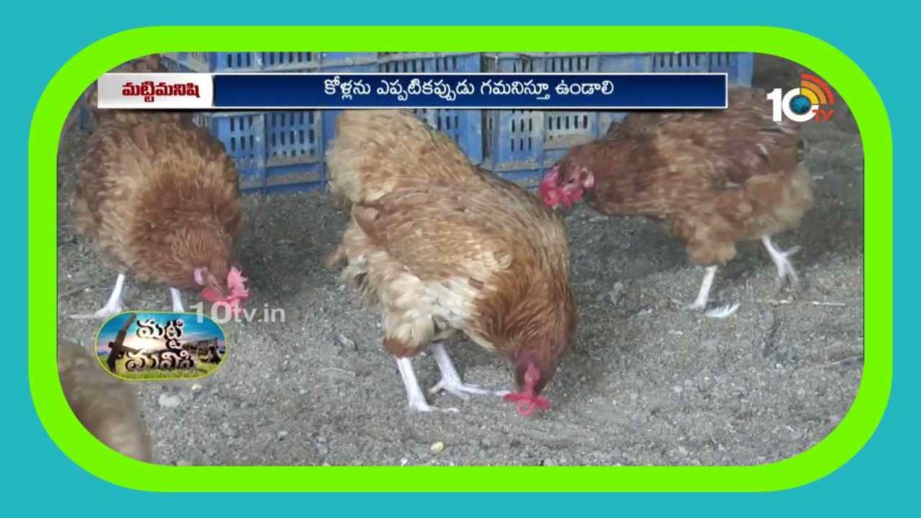 Care Of Poultry