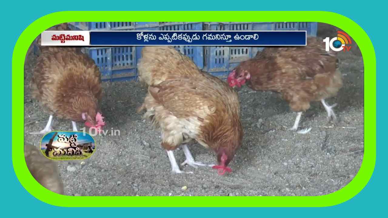 Natu Kolla Pempakam : వర్షాకాలంలో పెరటికోళ్ల సంరక్షణ Natu Kolla Pempakam : వర్షాకాలంలో పెరటికోళ్ల సంరక్షణ