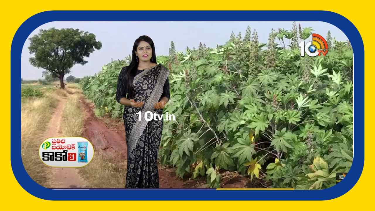 Castor Cultivation : ఆముదం సాగులో మెళకువలు Castor Cultivation : ఆముదం సాగులో మెళకువలు