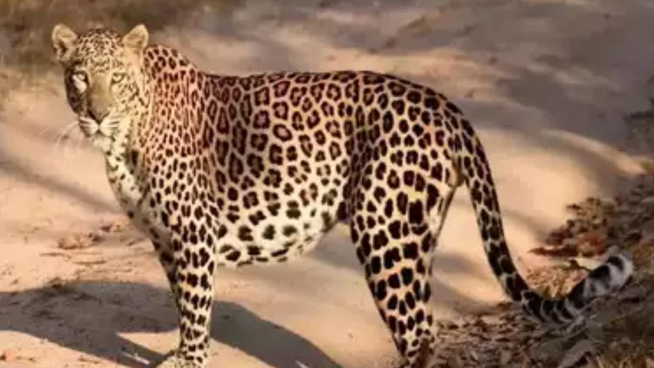 Cheetah Kill Girl : తిరుమల నడకదారిలో చిన్నారిపై దాడి చేసి చంపేసిన చిరుత Cheetah Kill Girl : తిరుమల నడకదారిలో చిన్నారిపై దాడి చేసి చంపేసిన చిరుత