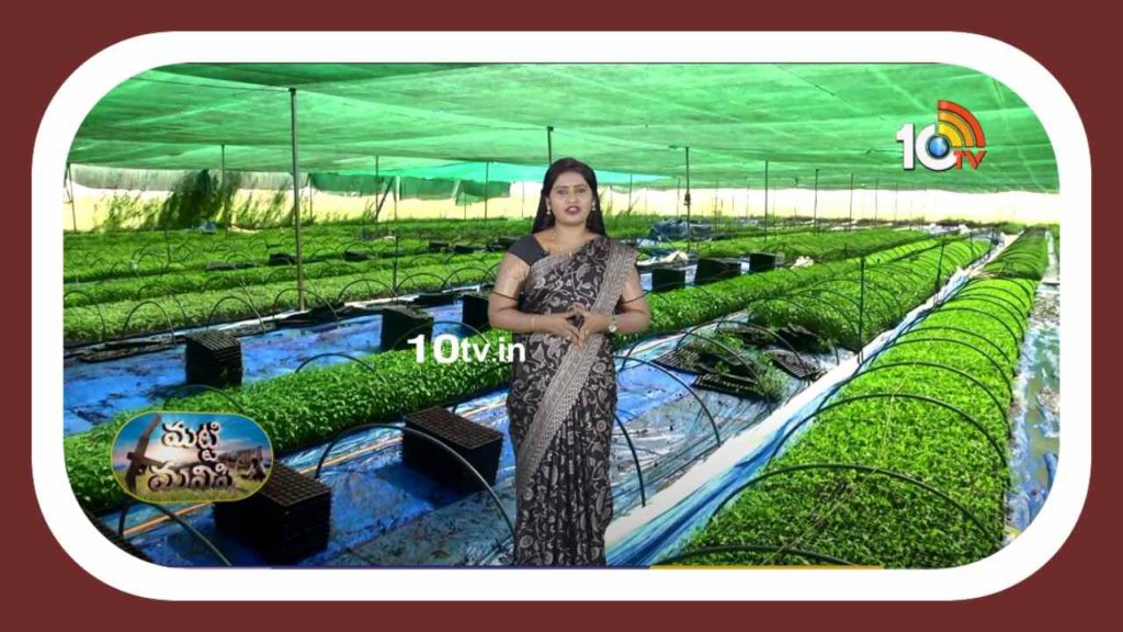 Chilli Cultivation