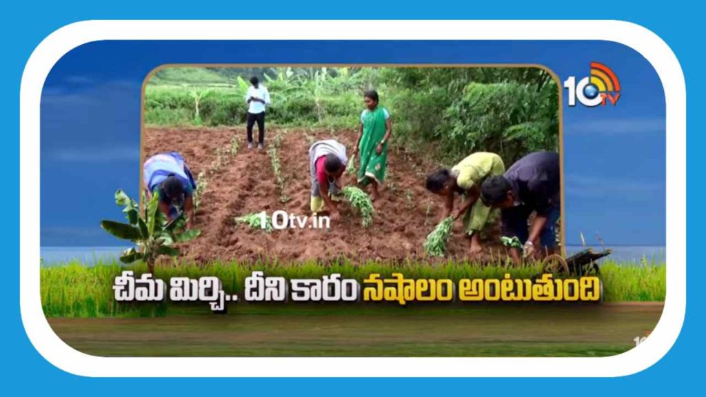 Chima Mirchi