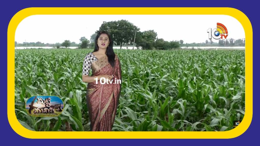 Corn Crop