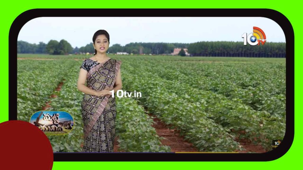 Cotton Crop