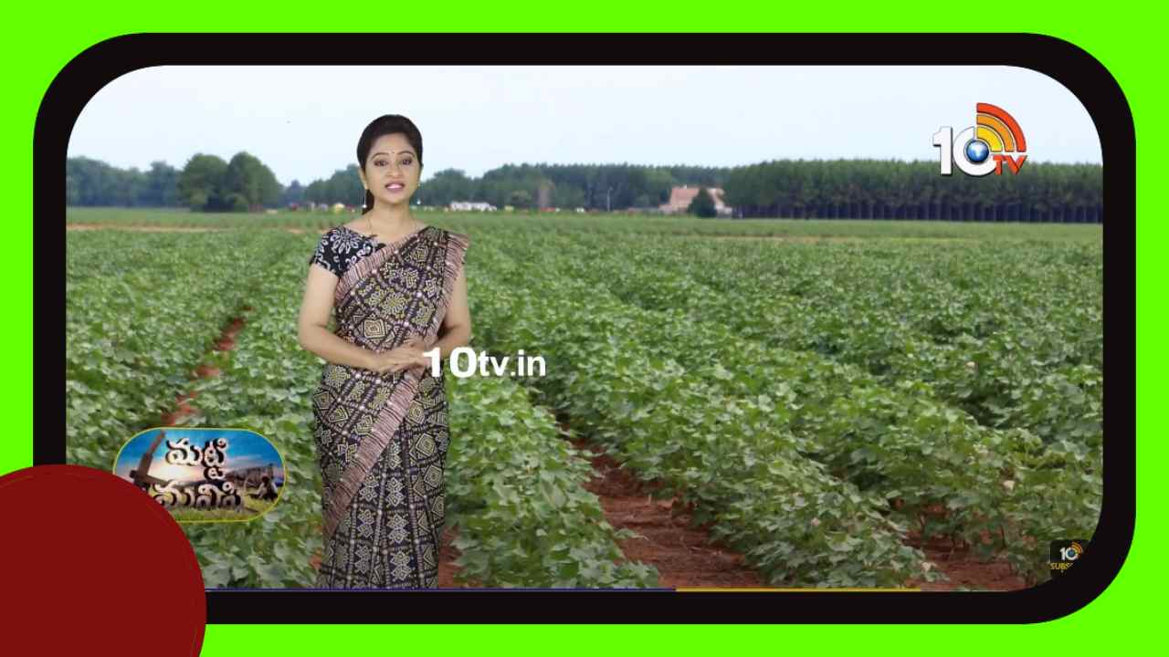 Cotton Crop : పత్తిలో చేపట్టాల్సిన యాజమాన్య పద్ధతులు Cotton Crop : పత్తిలో చేపట్టాల్సిన యాజమాన్య పద్ధతులు