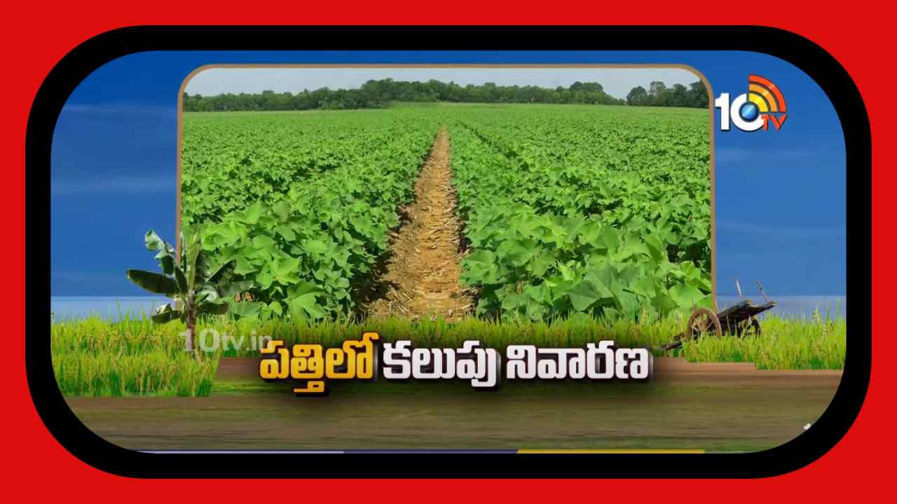 Cotton Crop : ఖరీఫ్ పత్తిలో కలుపు నివారణకు చేపట్టాల్సిన చర్యలు Cotton Crop : ఖరీఫ్ పత్తిలో కలుపు నివారణకు చేపట్టాల్సిన చర్యలు