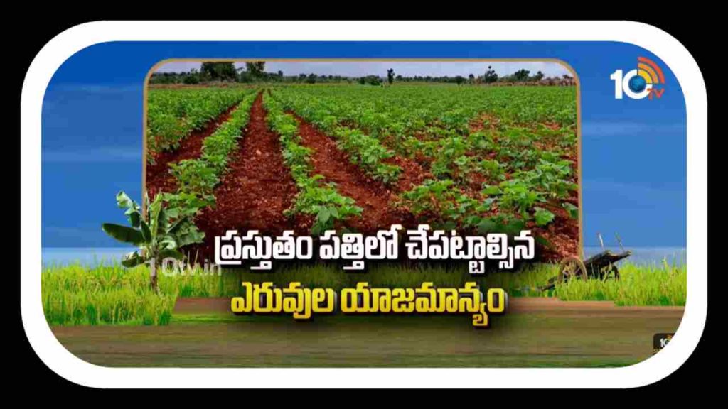 Cotton Crop