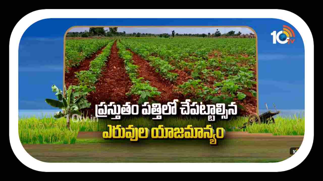 Cotton Crop : ప్రస్తుతం పత్తిలో చేపట్టాల్సిన ఎరువుల యాజమాన్యం Cotton Crop : ప్రస్తుతం పత్తిలో చేపట్టాల్సిన ఎరువుల యాజమాన్యం
