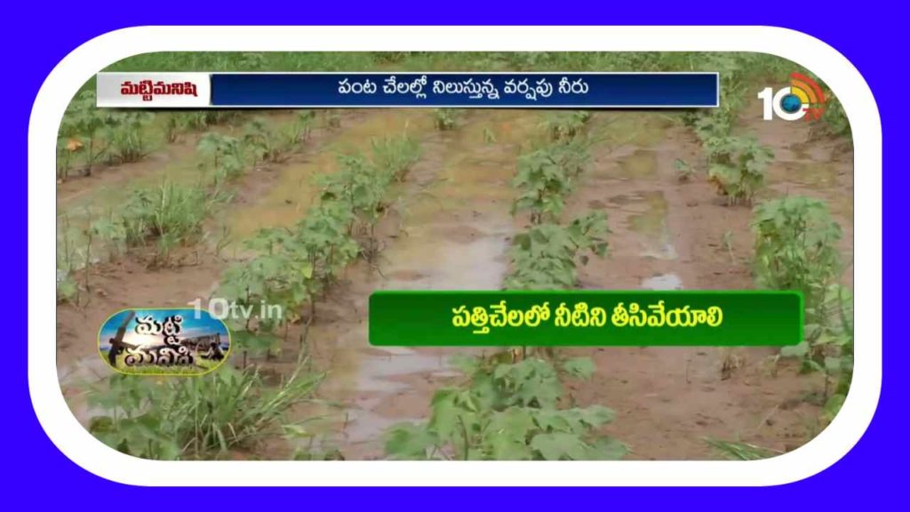 Cotton Crop