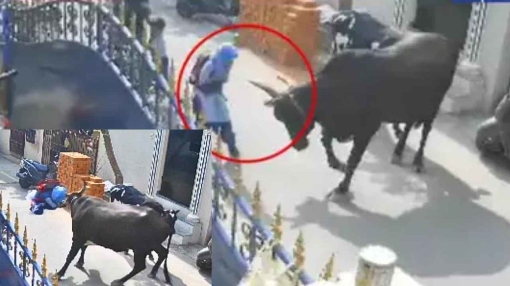 Cow Attacks Girl