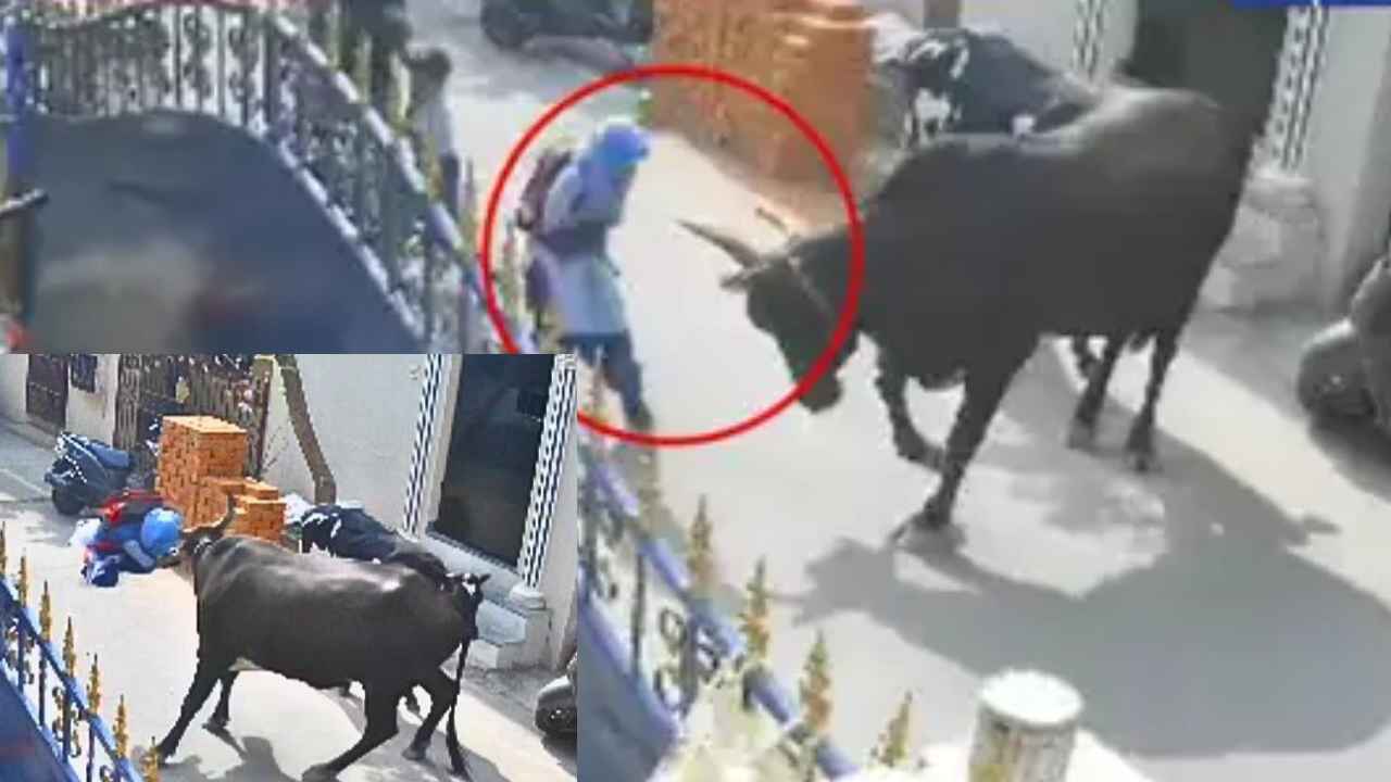 Cow Attacks Girl : షాకింగ్.. రెచ్చిపోయిన ఆవు, చిన్నారిపై విచక్షణారహితంగా దాడి, కుమ్మి కుమ్మి పడేసింది.. ఒళ్లుగగుర్పొడిచే వీడియో Cow Attacks Girl : షాకింగ్.. రెచ్చిపోయిన ఆవు, చిన్నారిపై విచక్షణారహితంగా దాడి, కుమ్మి కుమ్మి పడేసింది.. ఒళ్లుగగుర్పొడిచే వీడియో