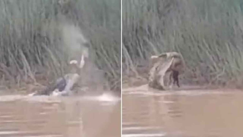 Crocodile Attacked - Odisha
