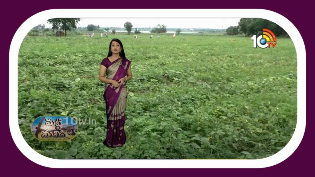 Cucumber Cultivation