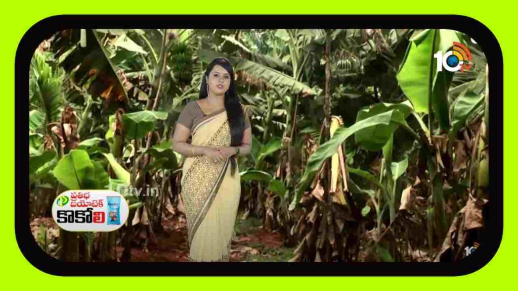 Cultivation of Coconut