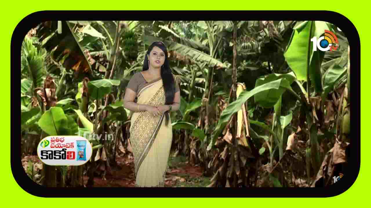 Cultivation of Coconut : అరటిలో కొబ్బరి, జాజికాయ సాగు Cultivation of Coconut : అరటిలో కొబ్బరి, జాజికాయ సాగు