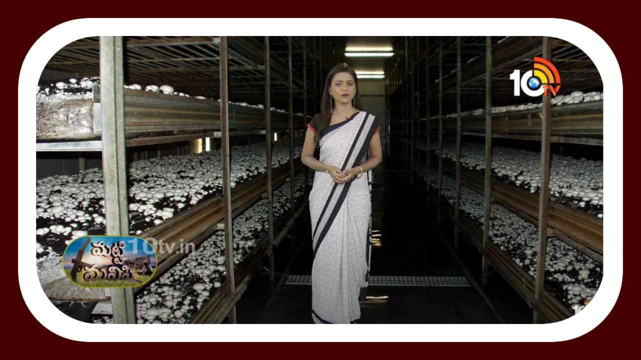 Cultivation of Mushrooms : ఏడాది పొడవునా ఆదాయం పొందే అవకాశం.. కుటీరపరిశ్రమగా పుట్టగోడుగుల పెంపకం Cultivation of Mushrooms : ఏడాది పొడవునా ఆదాయం పొందే అవకాశం.. కుటీరపరిశ్రమగా పుట్టగోడుగుల పెంపకం