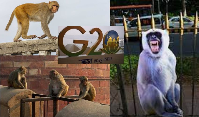 Delhi G-20 : ఢిల్లీలో జీ-20 సదస్సు, కొండముచ్చులా అరిచే ఉద్యోగుల్ని రంగంలోకి దింపిన కేంద్ర ప్రభుత్వం Delhi G-20 : ఢిల్లీలో జీ-20 సదస్సు, కొండముచ్చులా అరిచే ఉద్యోగుల్ని రంగంలోకి దింపిన కేంద్ర ప్రభుత్వం