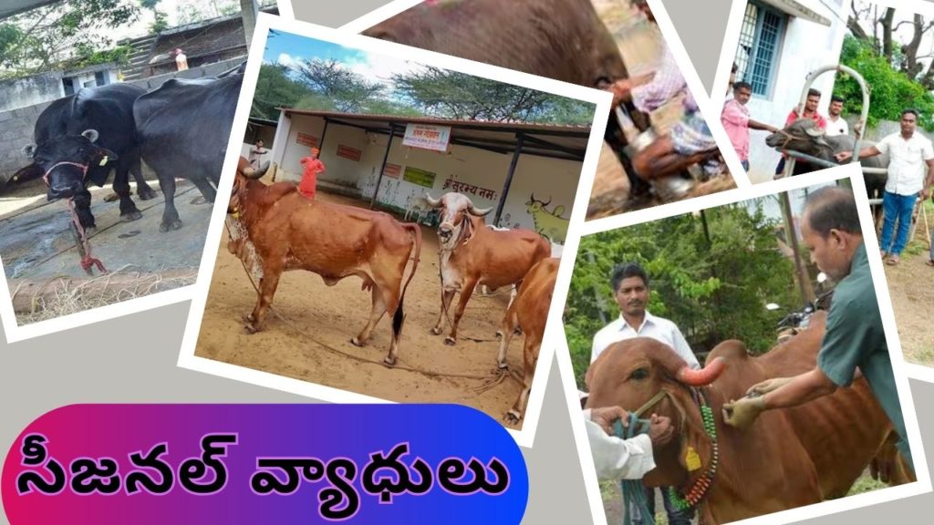 Diseases of cattle