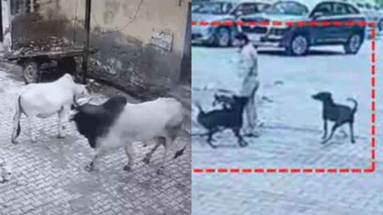 Dogs Bulls Attack : వామ్మో.. రెచ్చిపోయిన వీధి కుక్కలు, ఎద్దు.. ఎలా దాడి చేశాయో చూడండి.. షాకింగ్ వీడియోలు Dogs Bulls Attack : వామ్మో.. రెచ్చిపోయిన వీధి కుక్కలు, ఎద్దు.. ఎలా దాడి చేశాయో చూడండి.. షాకింగ్ వీడియోలు