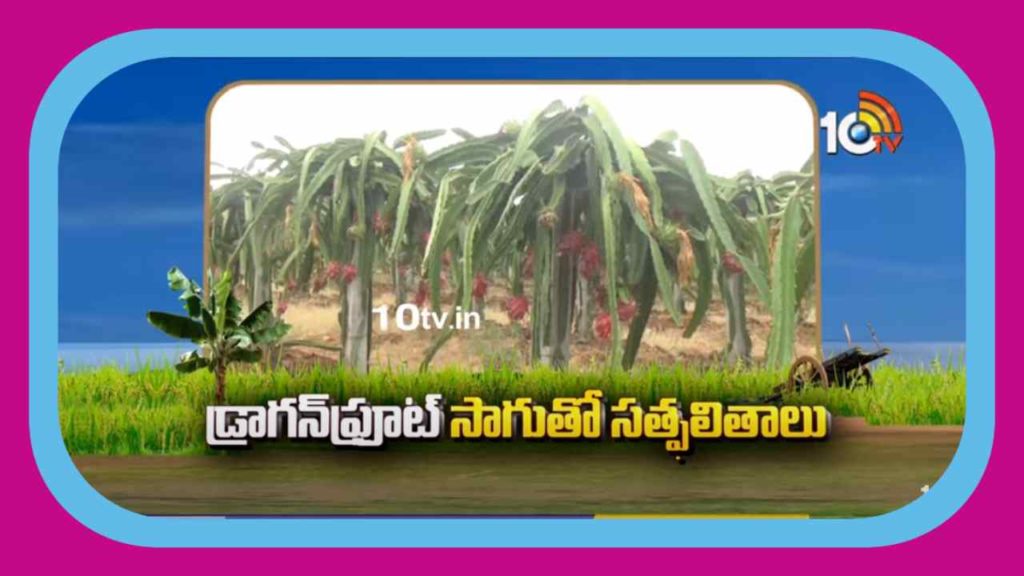 Dragon Fruit Cultivation