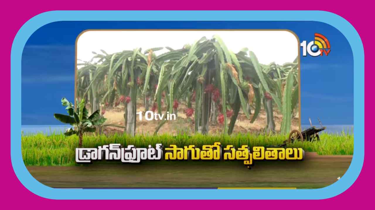 Dragon Fruit Cultivation : డ్రాగన్ ఫ్రూట్ సాగుతో మంచి సత్ఫలితాలు Dragon Fruit Cultivation : డ్రాగన్ ఫ్రూట్ సాగుతో మంచి సత్ఫలితాలు