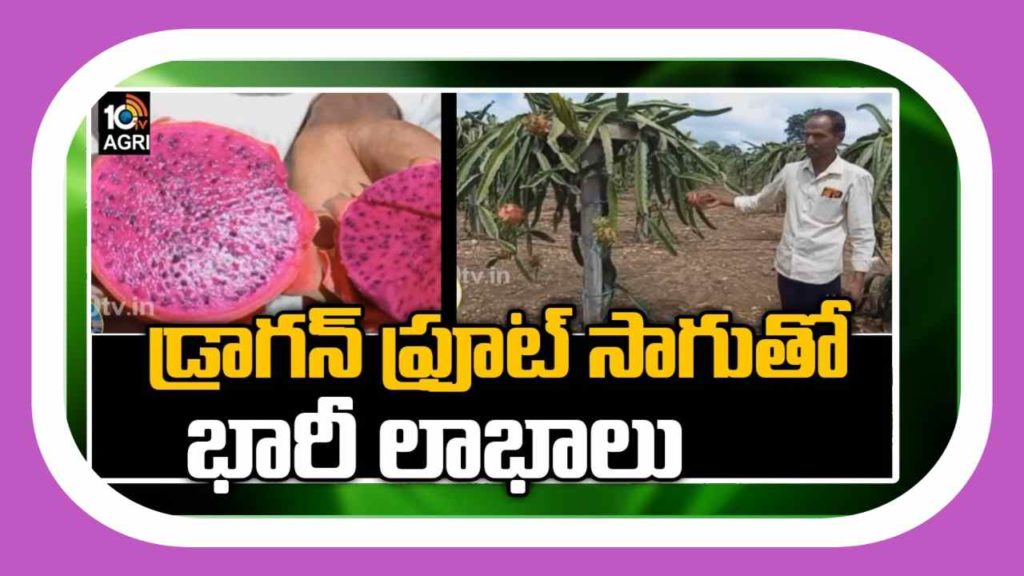 Dragon Fruit Cultivation