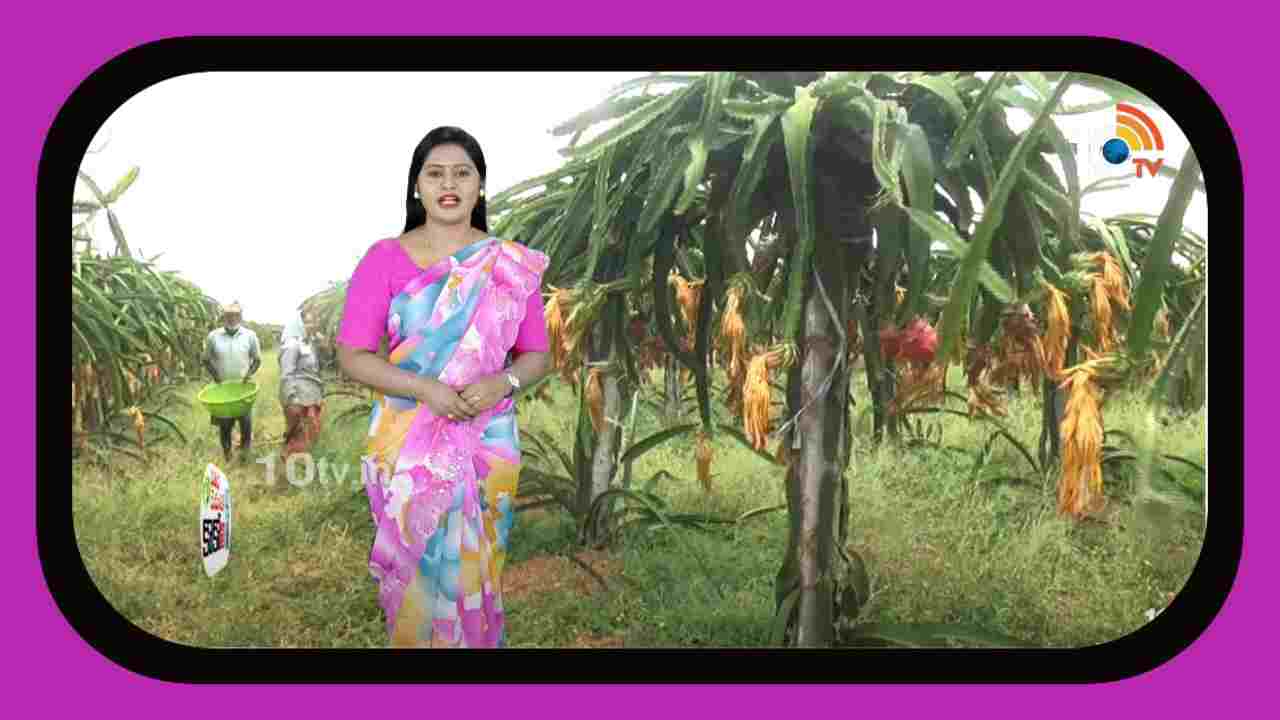 Dragon Fruit Cultivation : జైన్ రకం డ్రాగన్ ఫ్రూట్ సాగు ఏడాదికి రూ. కోటీ 50 లక్షల ఆదాయం Dragon Fruit Cultivation : జైన్ రకం డ్రాగన్ ఫ్రూట్ సాగు ఏడాదికి రూ. కోటీ 50 లక్షల ఆదాయం