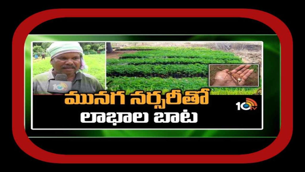 Drumstick Cultivation