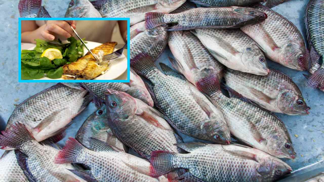 Eating Too Much Fish : చేపలను ఎక్కువగా తినడం వల్ల పేగు ఆరోగ్యంపై ప్రభావంపడుతుందా ? Eating Too Much Fish : చేపలను ఎక్కువగా తినడం వల్ల పేగు ఆరోగ్యంపై ప్రభావంపడుతుందా ?