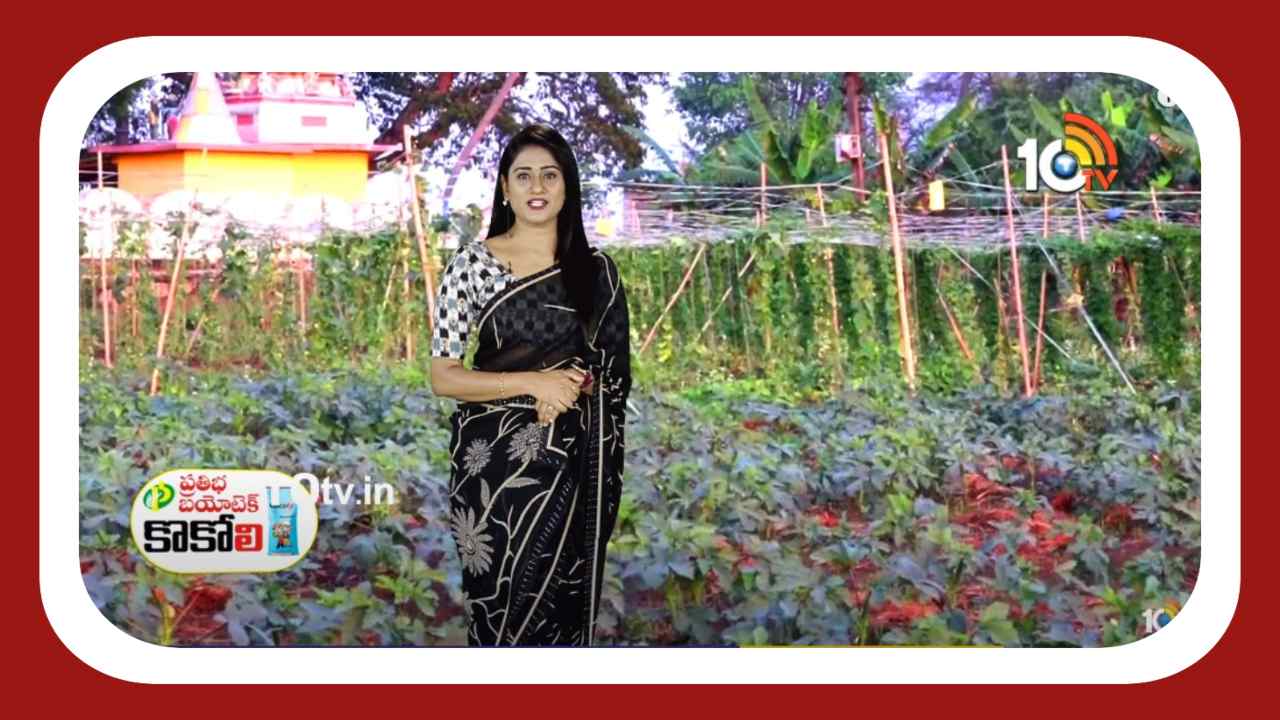 Farming Tips : అంతర పంటలతో అదనపు ఆదాయం.. కూరగాయల సాగులో ఆదర్శ సాగు విధానాలు Farming Tips : అంతర పంటలతో అదనపు ఆదాయం.. కూరగాయల సాగులో ఆదర్శ సాగు విధానాలు