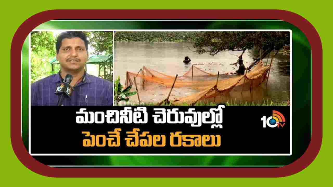 Fish Farming : మంచినీటి చెరువుల్లో పెంచే చేప రకాలు Fish Farming : మంచినీటి చెరువుల్లో పెంచే చేప రకాలు