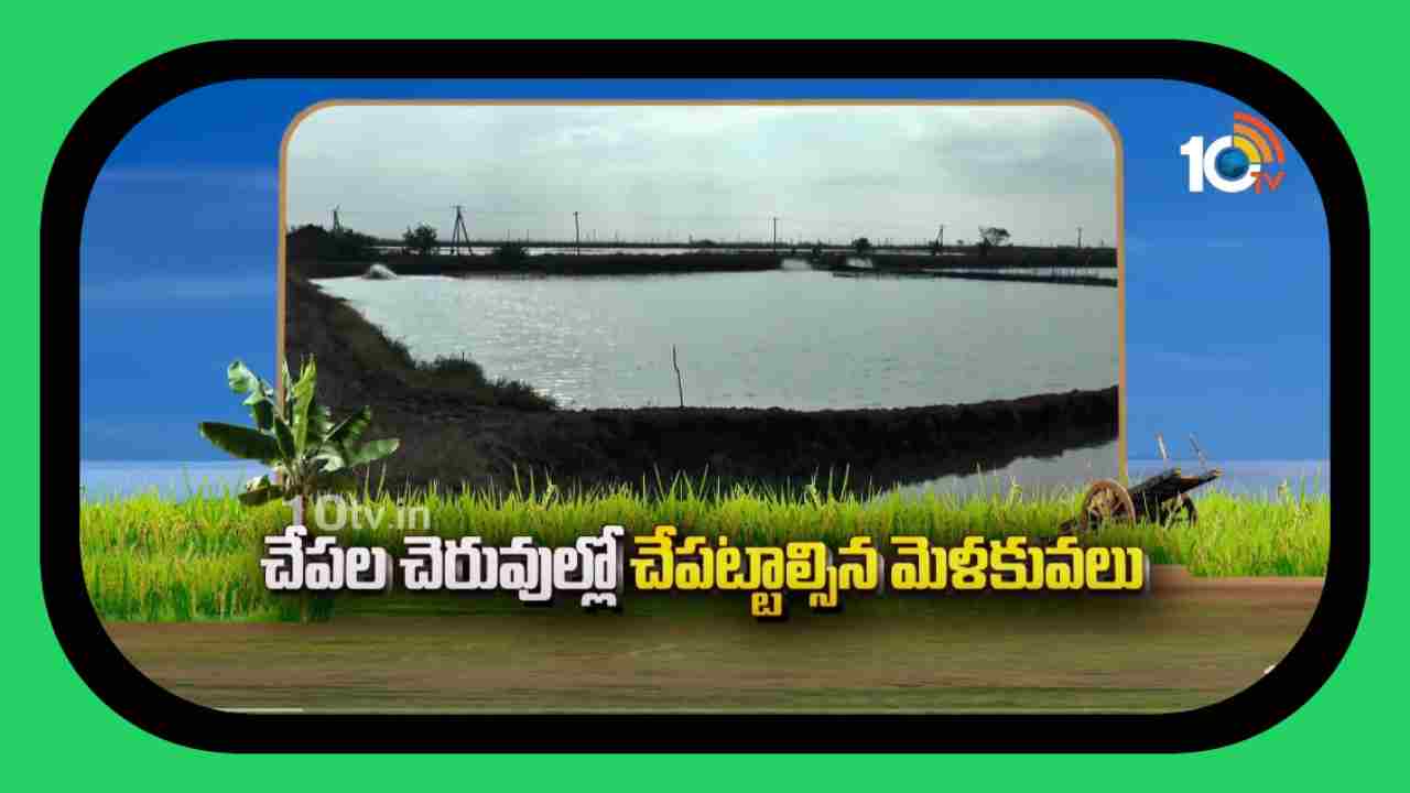 Fish Farming : మంచి దిగుబడులు సాధించాలంటే చేపల చెరువుల్లో చేపట్టాల్సిన మెళకువలు Fish Farming : మంచి దిగుబడులు సాధించాలంటే చేపల చెరువుల్లో చేపట్టాల్సిన మెళకువలు