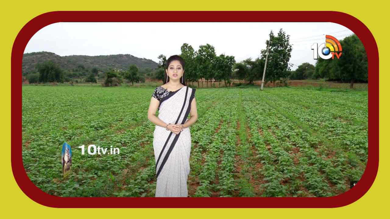 Green Gram Cultivation : ఆలస్యంగా పంటలు వేసే ప్రాంతాలకు అనువైన పెసర.. అధిక దిగుబడల కోసం మేలైన యాజమాన్యం Green Gram Cultivation : ఆలస్యంగా పంటలు వేసే ప్రాంతాలకు అనువైన పెసర.. అధిక దిగుబడల కోసం మేలైన యాజమాన్యం