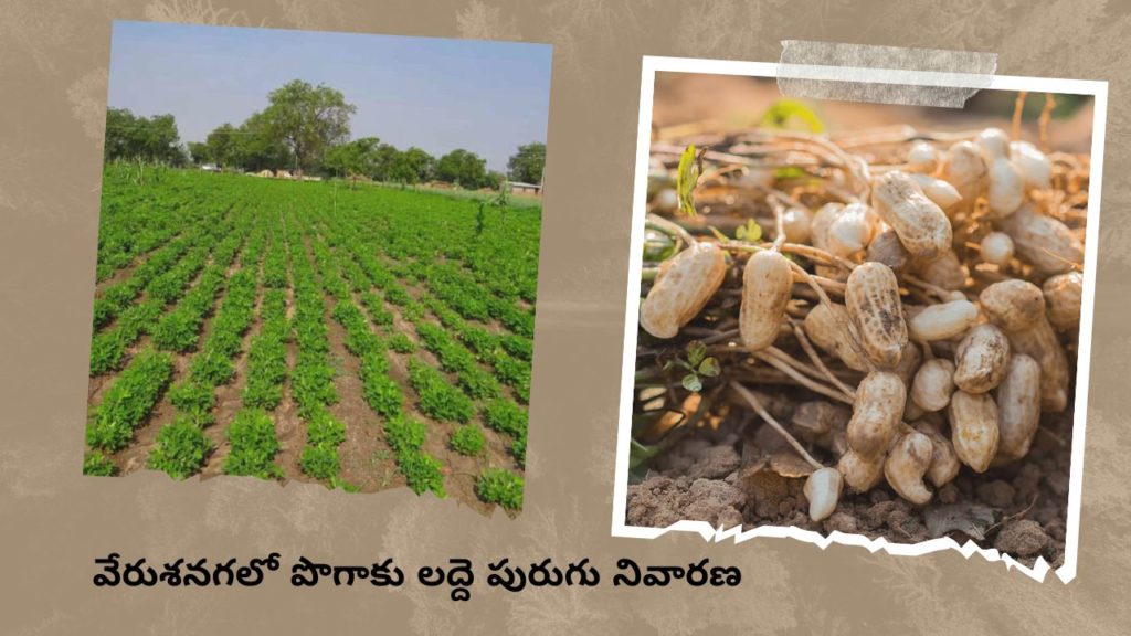  Groundnut Cultivation