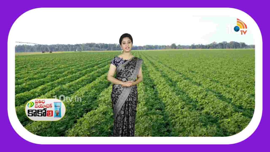 Groundnut Cultivation