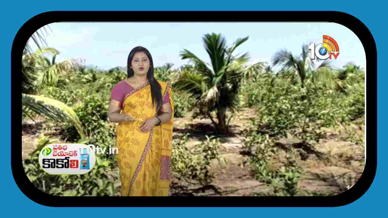 Guava Plantations : పెరిగిన జామతోటల విస్తీర్ణం.. తగ్గిన లాభాలు Guava Plantations : పెరిగిన జామతోటల విస్తీర్ణం.. తగ్గిన లాభాలు