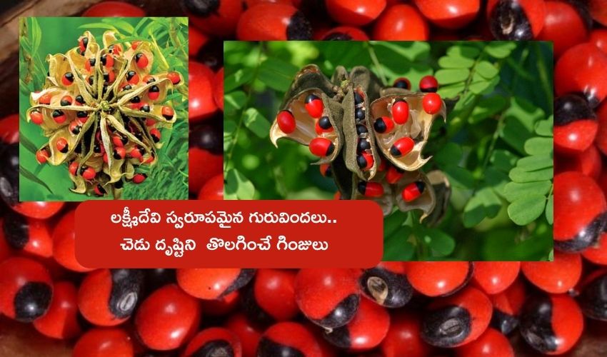 Gurivinda Ginja : లక్ష్మీ కటాక్షాన్నిచ్చే గురివింద గింజలు .. దెబ్బకి దరిద్రం మాయం Gurivinda Ginja : లక్ష్మీ కటాక్షాన్నిచ్చే గురివింద గింజలు .. దెబ్బకి దరిద్రం మాయం