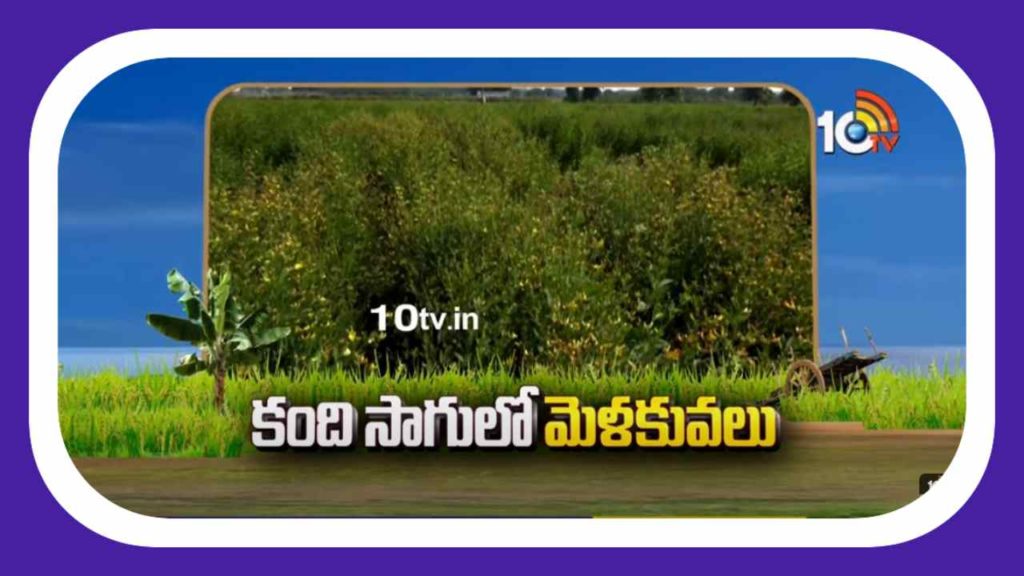 Kandi Cultivation
