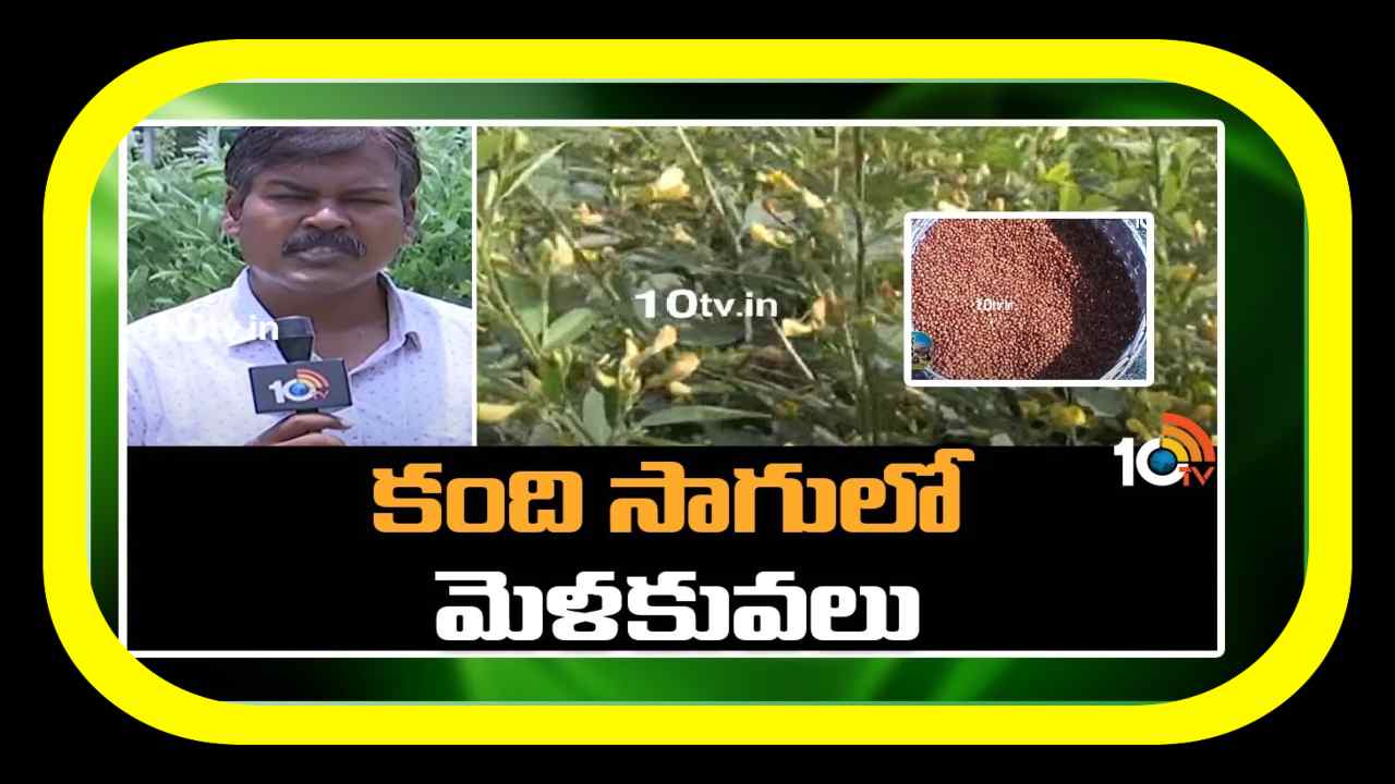 Kandi Cultivation : కందిపంట సాగులో విప్లవాత్మక మార్పులు.. సాగులో మెళకువలు Kandi Cultivation : కందిపంట సాగులో విప్లవాత్మక మార్పులు.. సాగులో మెళకువలు