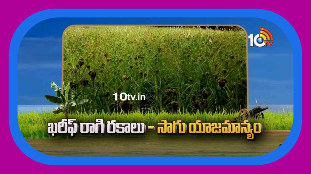 Kharif Copper Varieties