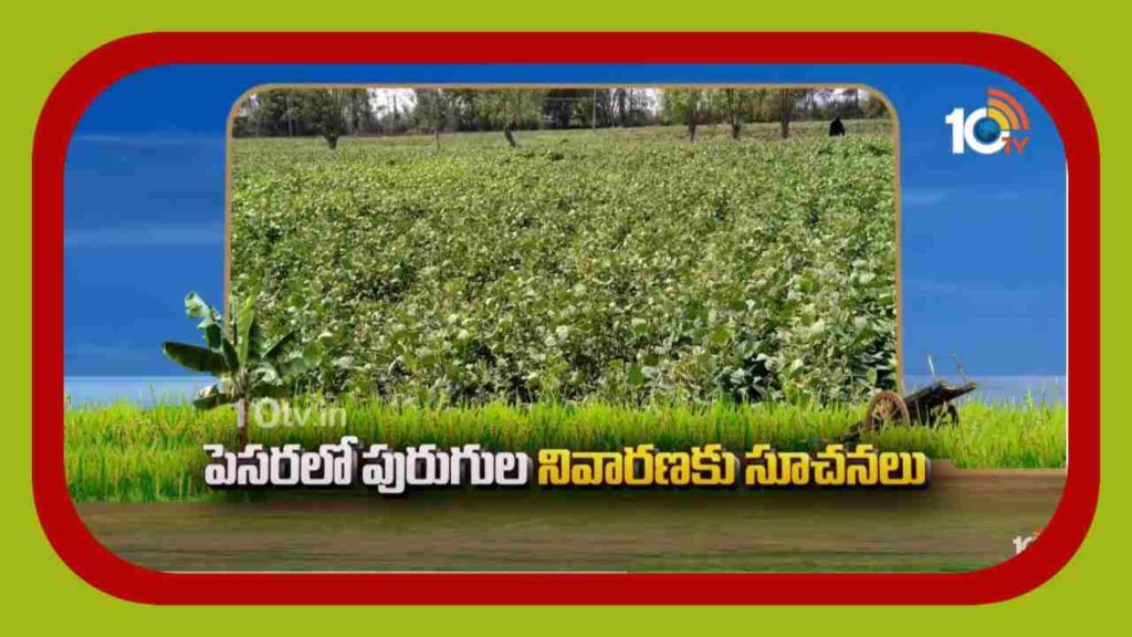 Kharif Pesara